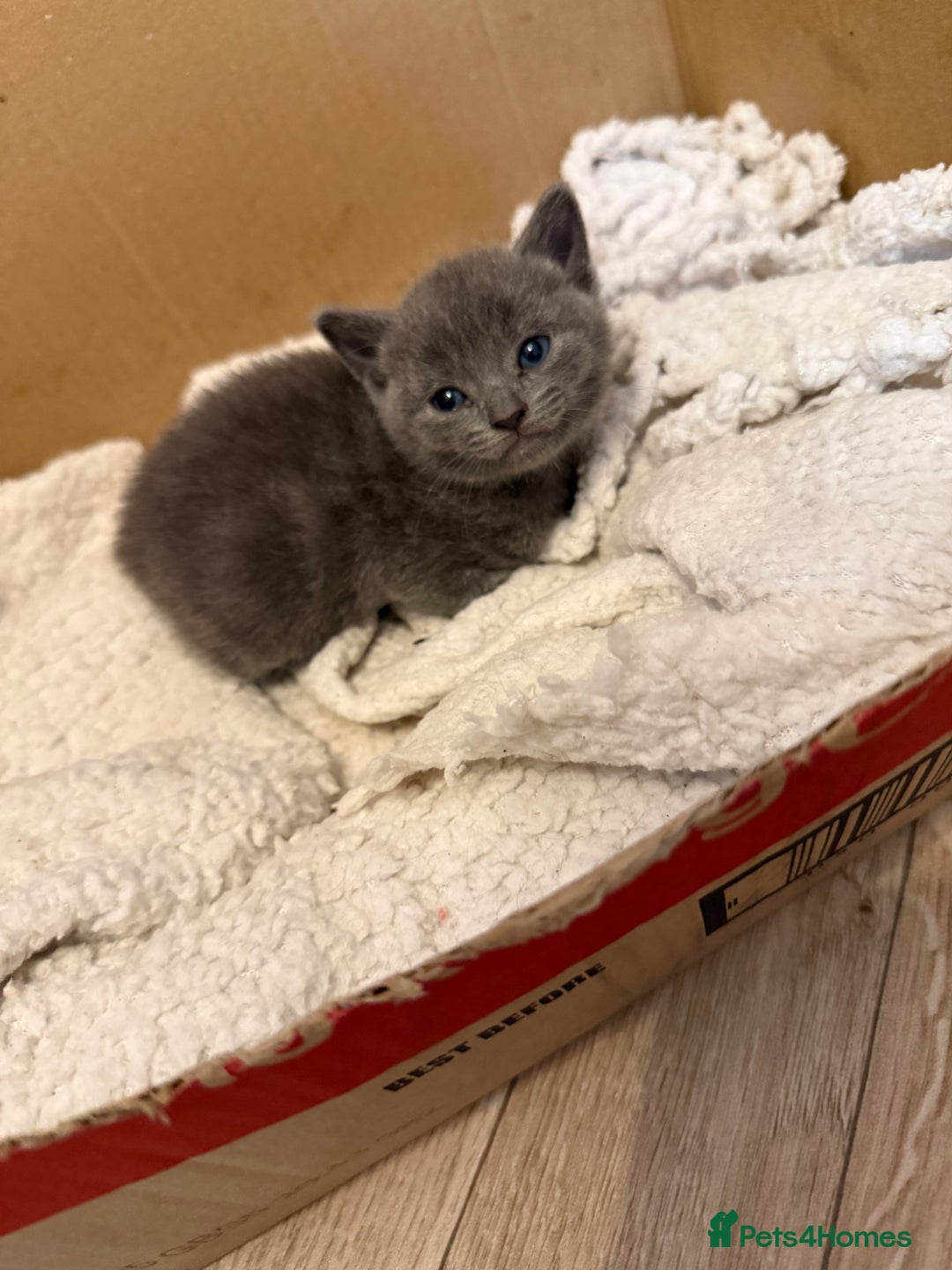 Mixed Breed cats for sale: Beautiful black & grey kittens. - Image 2