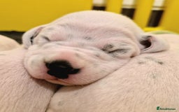 Dalmatian dogs for sale: **Beautiful litter of 11 KC Dalmatians** - Image 4