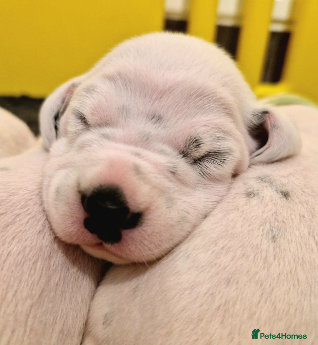Dalmatian dogs for sale: **Beautiful litter of 11 KC Dalmatians** - Image 4