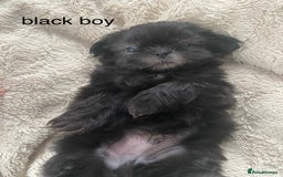 Shih Tzu dogs for sale: Shih Tzu puppies for sale  - Advert 6