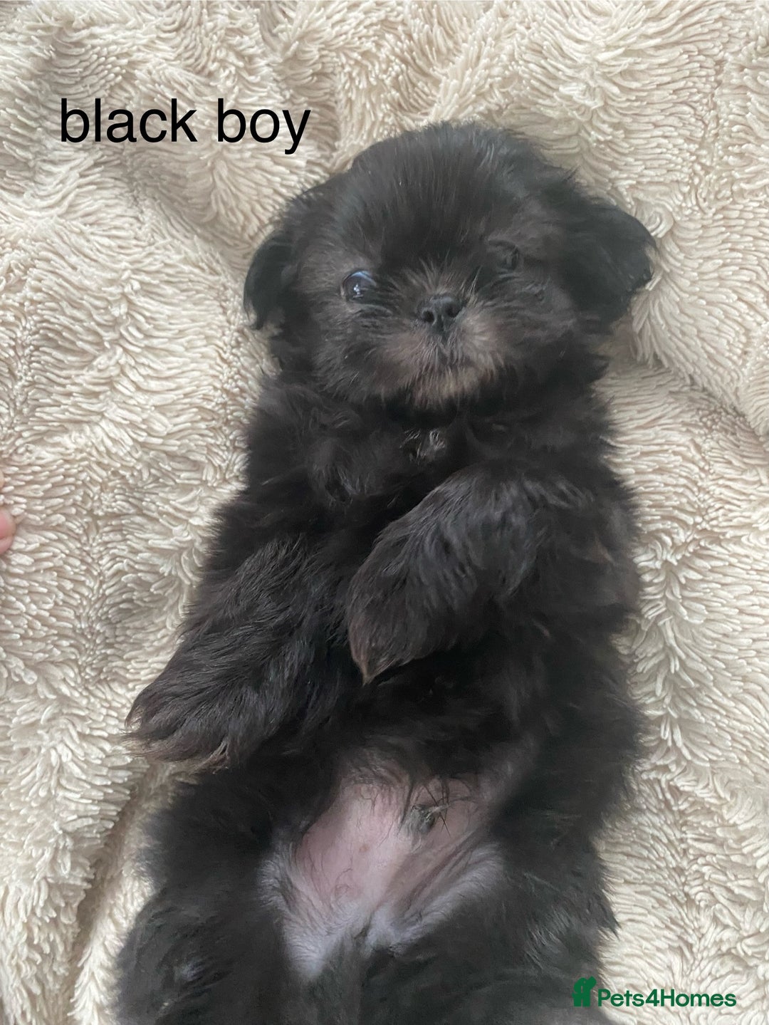 Shih Tzu dogs for sale: Shih Tzu puppies for sale  - Advert 6