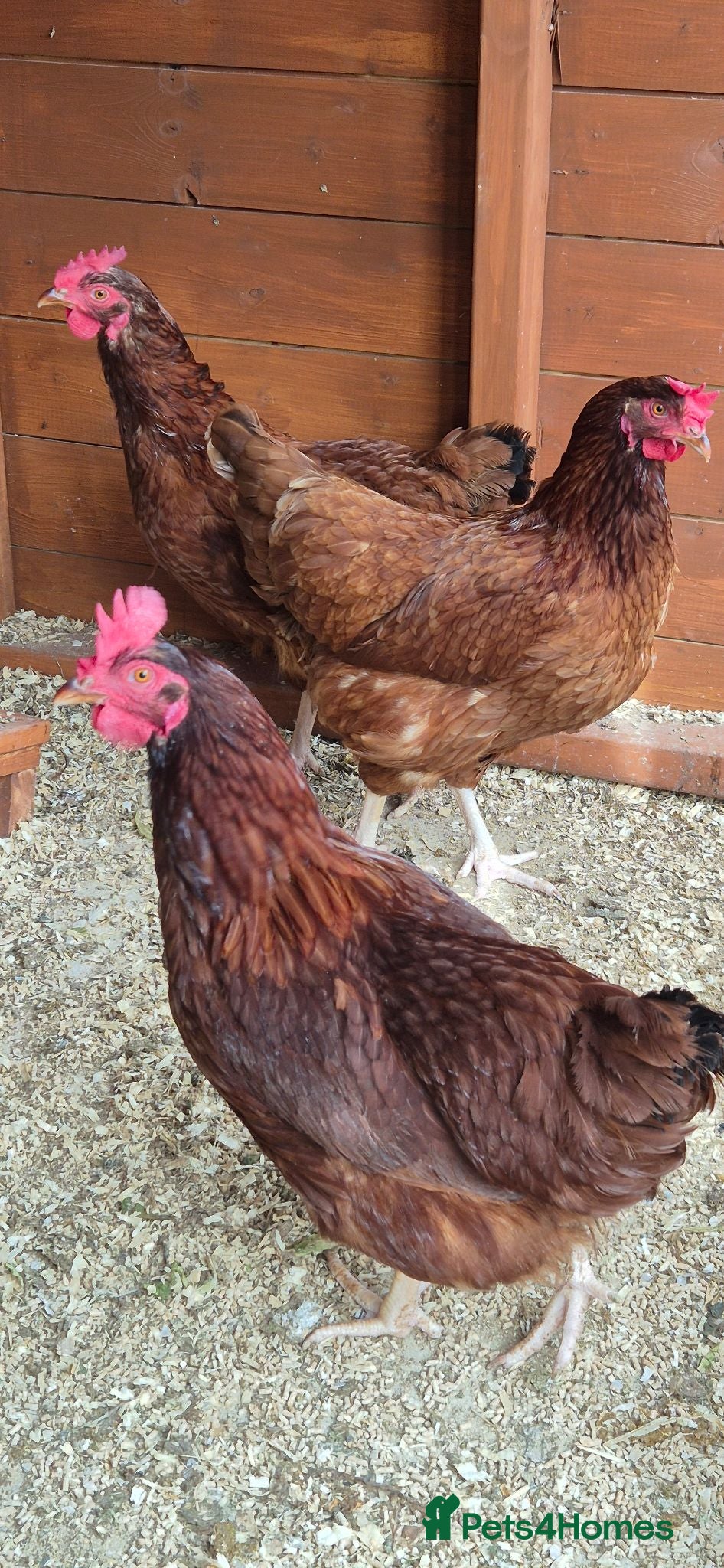 Hens poultry 3 x brown hens - Advert 11