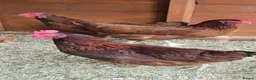 Hens poultry for sale: 3 x brown hens in Gainsborough - Advert 1