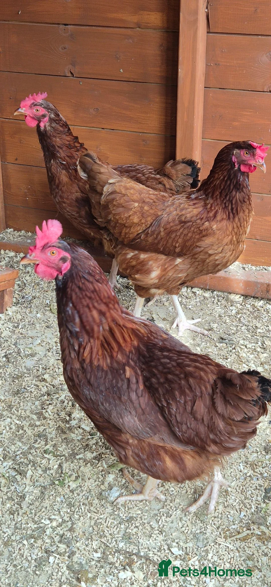 Hens poultry for sale: 3 x brown hens in Gainsborough - Advert 1