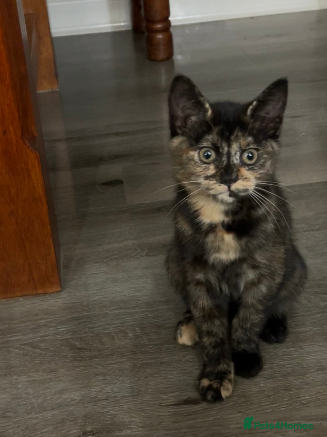 Ragdoll cats for sale: URGENT Ragdoll kittens x1 LAST ONE! 🫶🏽 - Advert 12