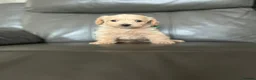 Maltipoo dogs for sale: Outstanding teddy bear  malti-poo - Advert 23