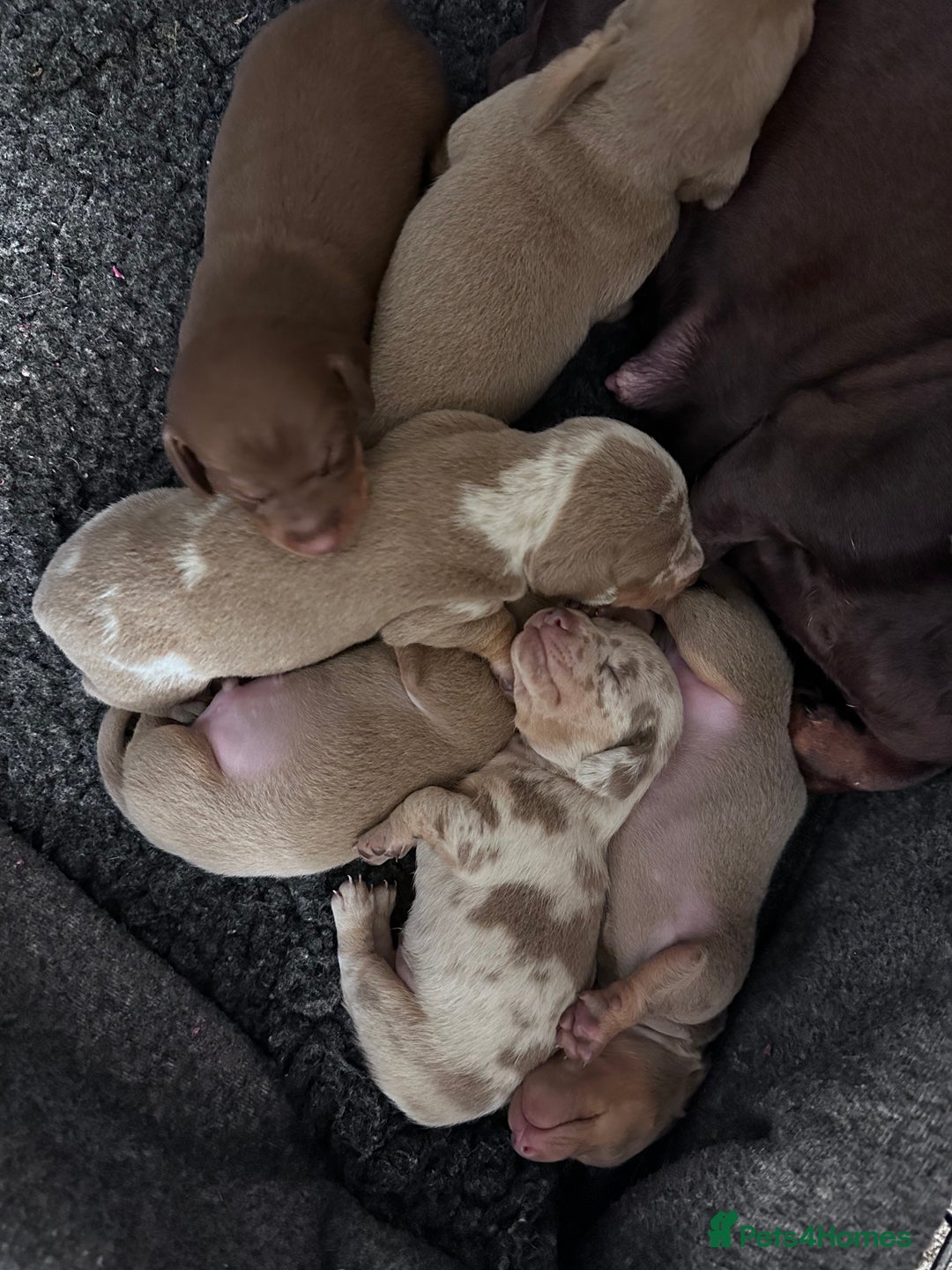 Miniature Dachshund dogs for stud: 💎🐾KC Isabella dapple stud🐾💎 - Image 6