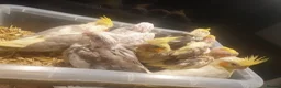 Cockatiels birds for sale: Hand reared Baby cockatiels available in Plymouth - Advert 4