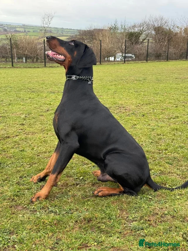 Dobermann dogs Doberman for stud  - Advert 1