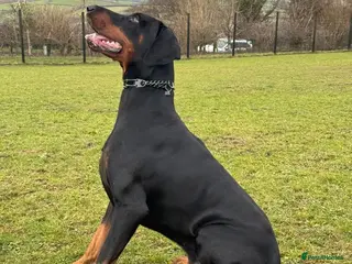 Dobermann dogs Doberman for stud - Advert 1