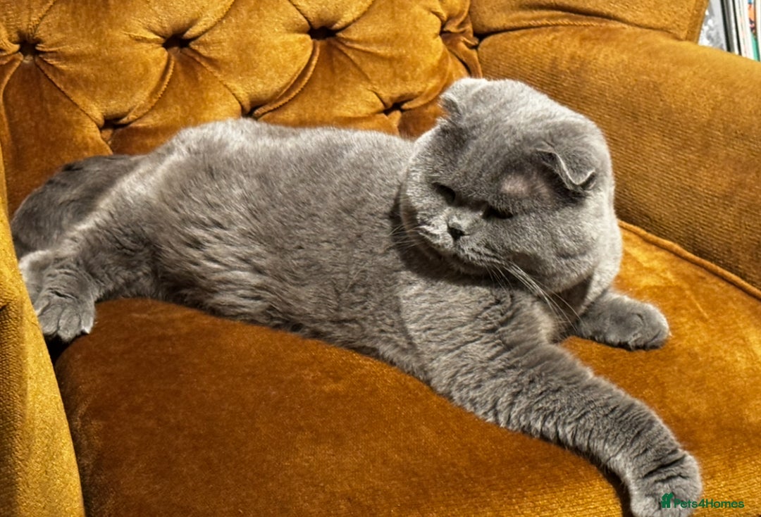 British Shorthair cats for sale: Gorgeous Scottish Fold male, 1.5y old - Advert 9
