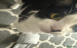 Mixed Breed cats for adoption: Wendy the 2 year old rescue cat needs a new home - Advert 3