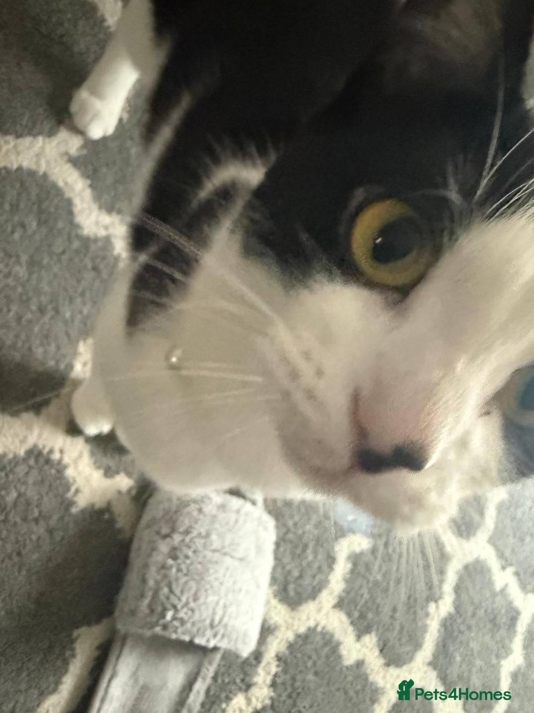 Mixed Breed cats for adoption: Wendy the 2 year old rescue cat needs a new home - Advert 3