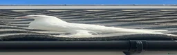 Pigeons birds for sale: Frill back pigeons in Southampton - Advert 2