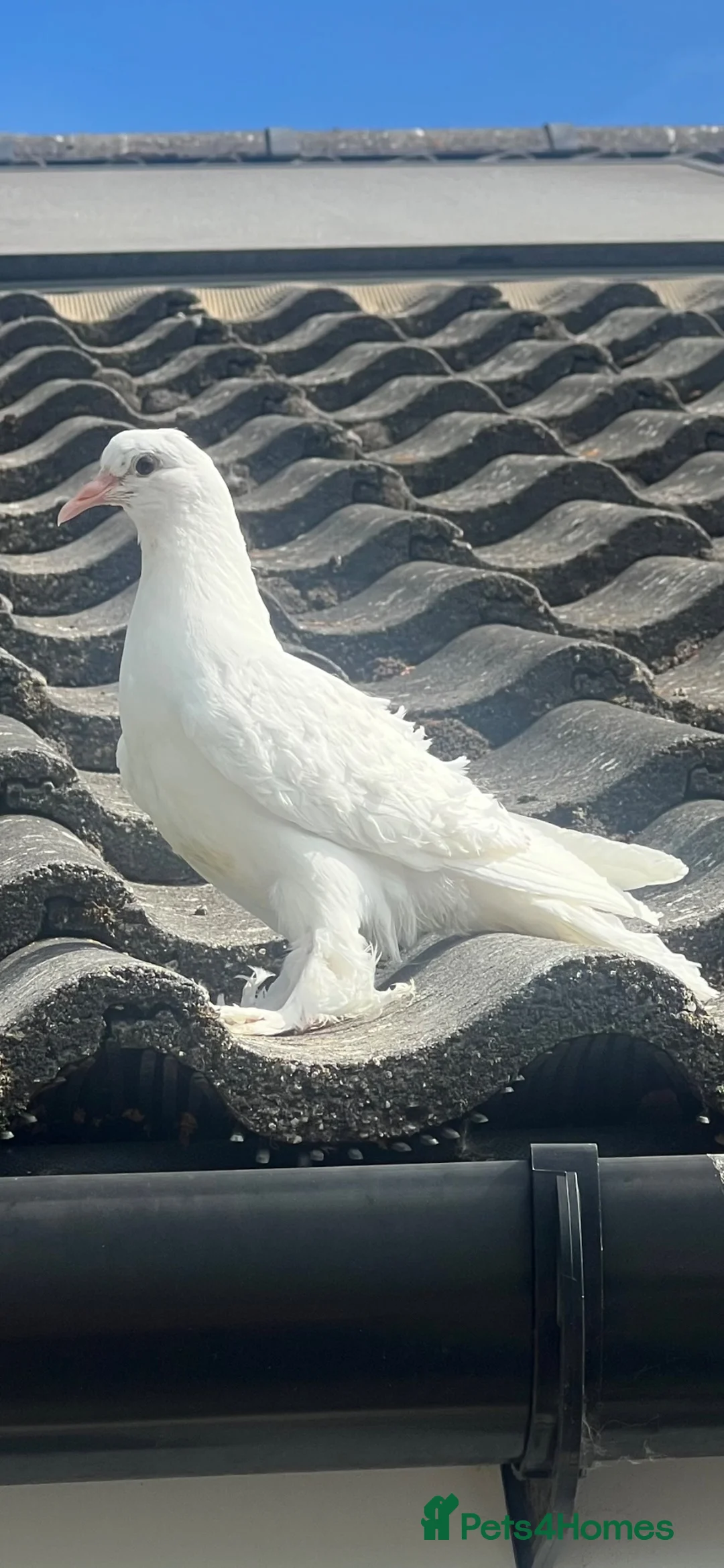 Pigeons birds for sale: Frill back pigeons in Southampton - Advert 2