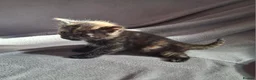 Domestic Shorthair cats for sale: Gorgeous ginger tabby and calico kittens - Advert 6