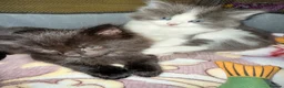 Mixed Breed cats for sale: 2 MALE BLACK LONG HAIRED FLUFFY KITTENS LEFT💘 - Advert 22