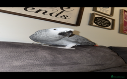 Parrots birds for sale: African grey male full set up  - Image 7