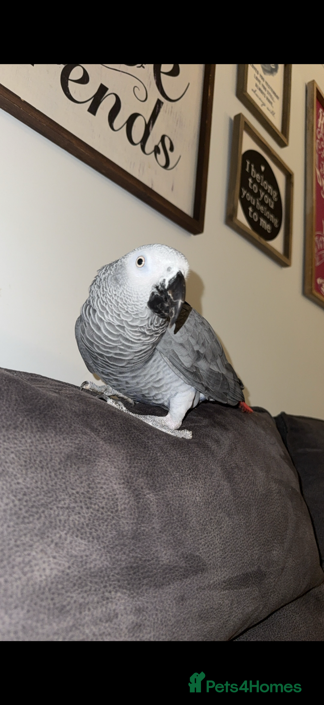 Parrots birds for sale: African grey male full set up  - Image 7