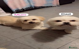 Mixed Breed dogs for sale: Adorable puppies for sale  - Image 12