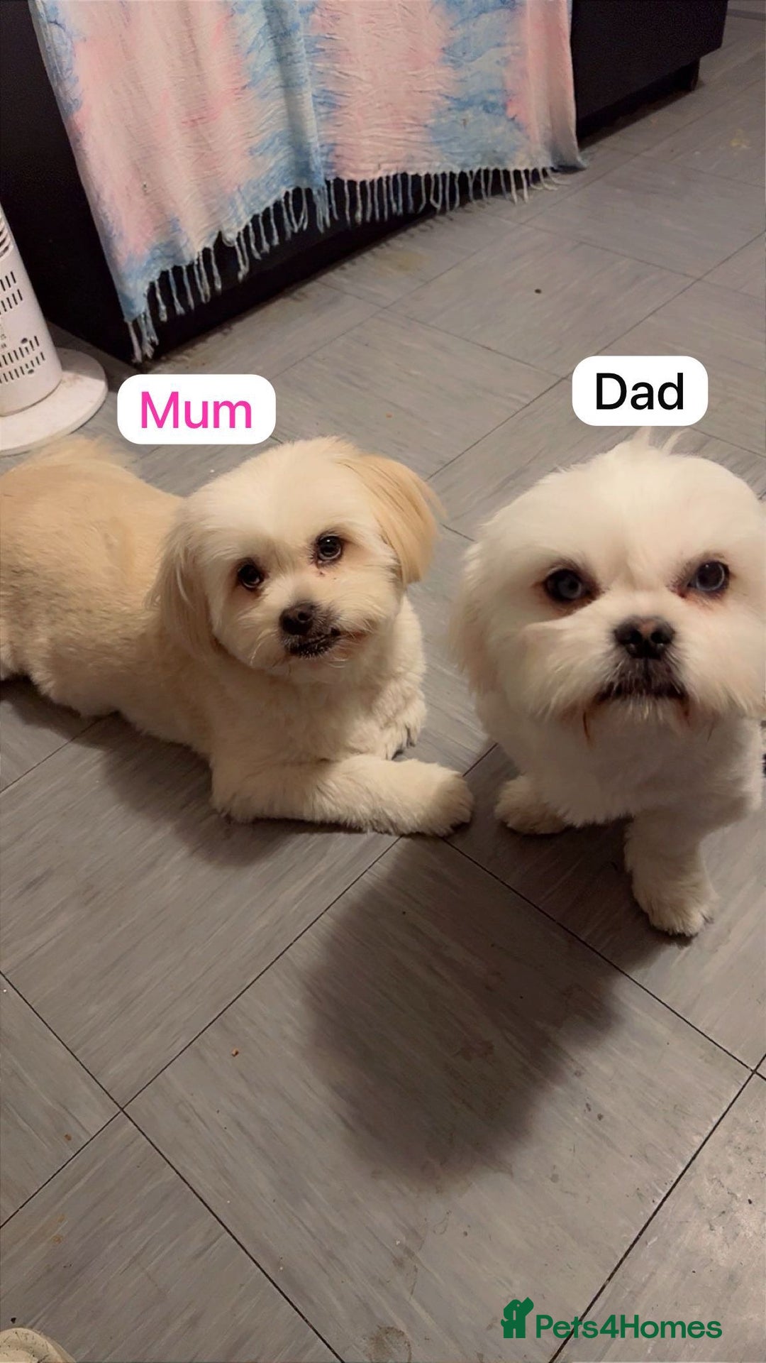 Mixed Breed dogs for sale: Adorable puppies for sale  - Image 12