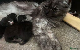 Mixed Breed cats for sale: 3 gorgeous little girls  - Image 5