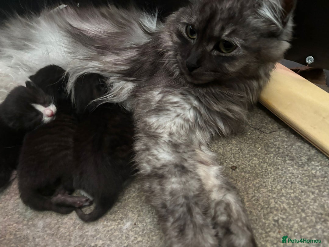 Mixed Breed cats for sale: 3 gorgeous little girls  - Image 5