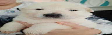 Spot