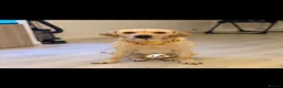 Labrador Retriever dogs for stud: Kylo  - Advert 6
