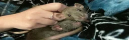 Rat rodents for sale: 2 boy rats with tiered cage in Loughton - Advert 1