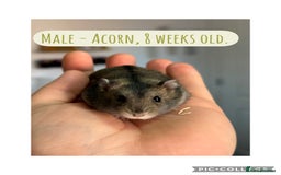 Hamster rodents for sale: Rescued Dwarf Hamsters For Adoption  - Image 3