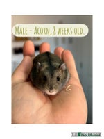 Hamster rodents - Advert 3