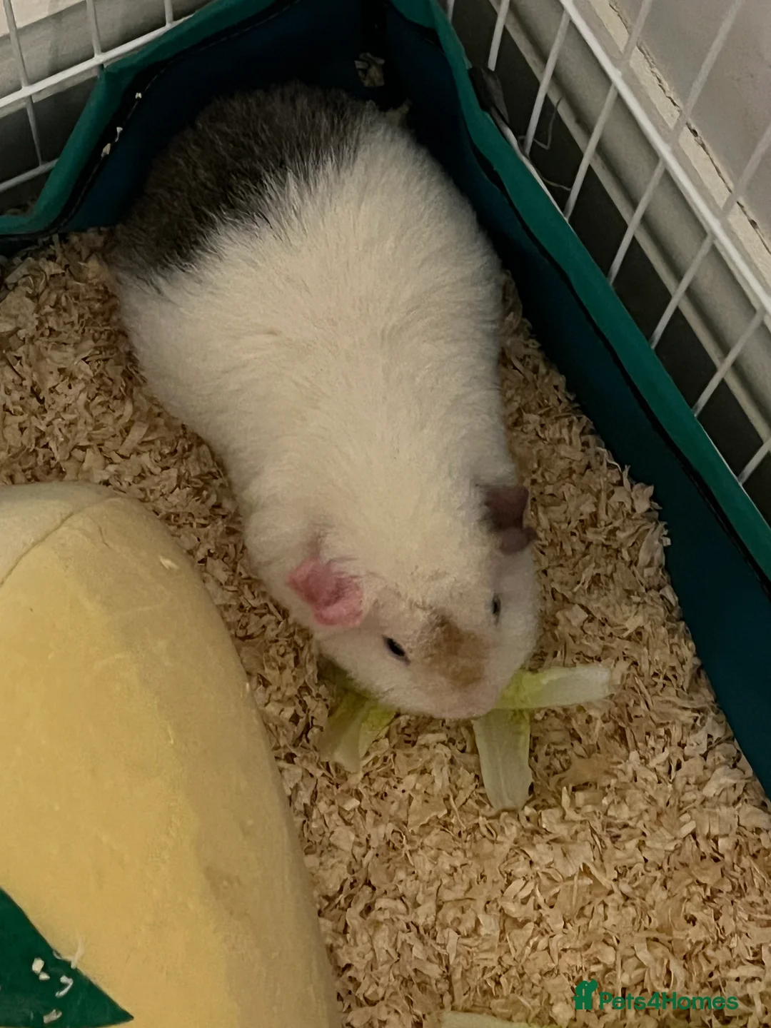 Guinea Pig rodents for sale: Teddy Male Guinea pigs plus cage and accessories  - Advert 4