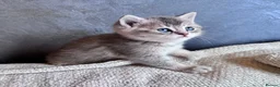 British Shorthair cats for sale: Beautiful British Shorthair Kittens Blue Eyes - Advert 7