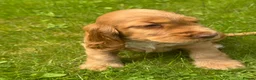 Cocker Spaniel dogs for sale: BEAURIUFL KC REG HEALTH TESTER COCKER SPANIELS  - Advert 15