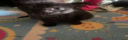 Domestic Shorthair cats for sale: Beautiful Litter of kittens 2xmales 2x females - Advert 17
