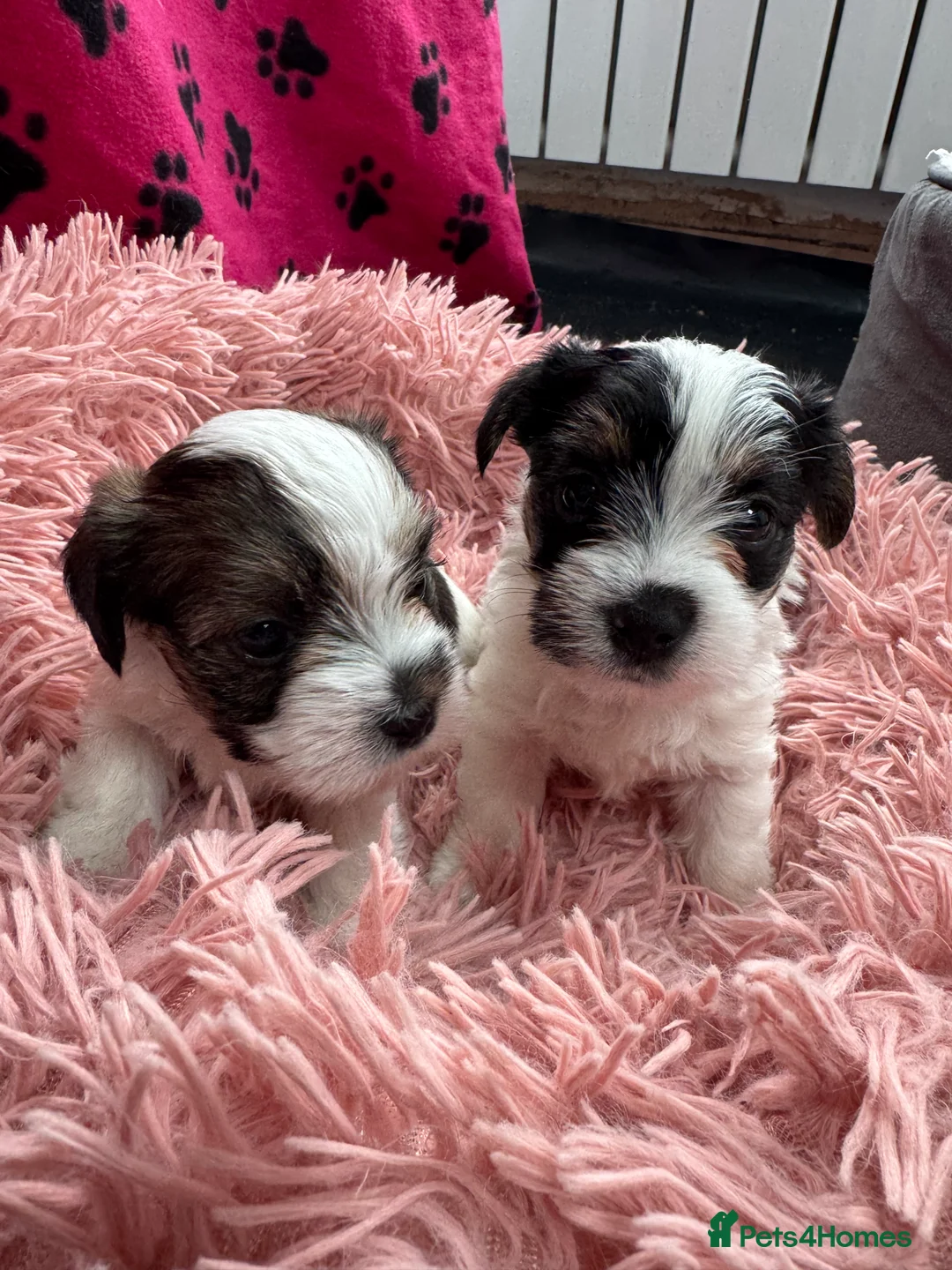 Mixed Breed dogs for sale: Parson Russell X mini Biewer rough coated pups  - Advert 19