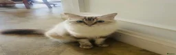 Ragdoll cats for sale:  Beautiful Tica Active Registered Ragdoll Girls  - Advert 1