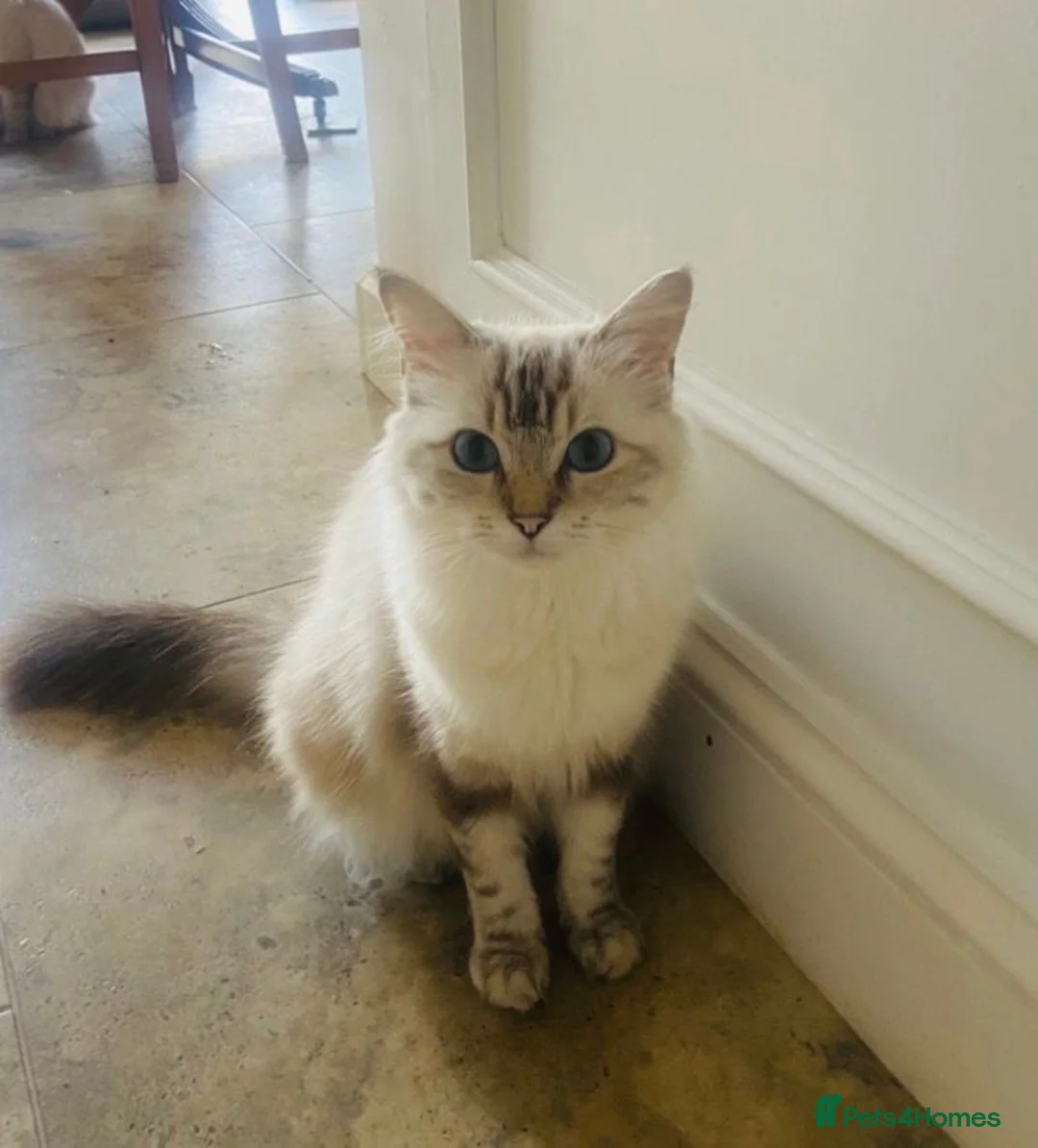 Ragdoll cats for sale:  Beautiful Tica Active Registered Ragdoll Girls  - Advert 1