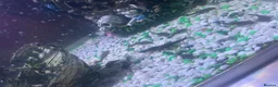 Plecos fish for sale: Bristle x super red plecos  in Bristol - Advert 1