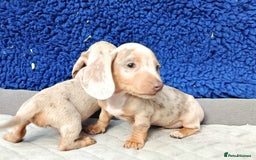Miniature Dachshund dogs for sale: Fully vac RAINBOW MIX MINI DAXI KC REG PRA CLR - Image 21