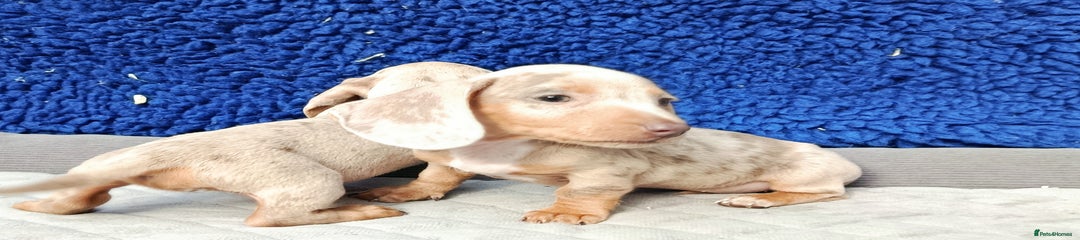 Miniature Dachshund Puppy 6