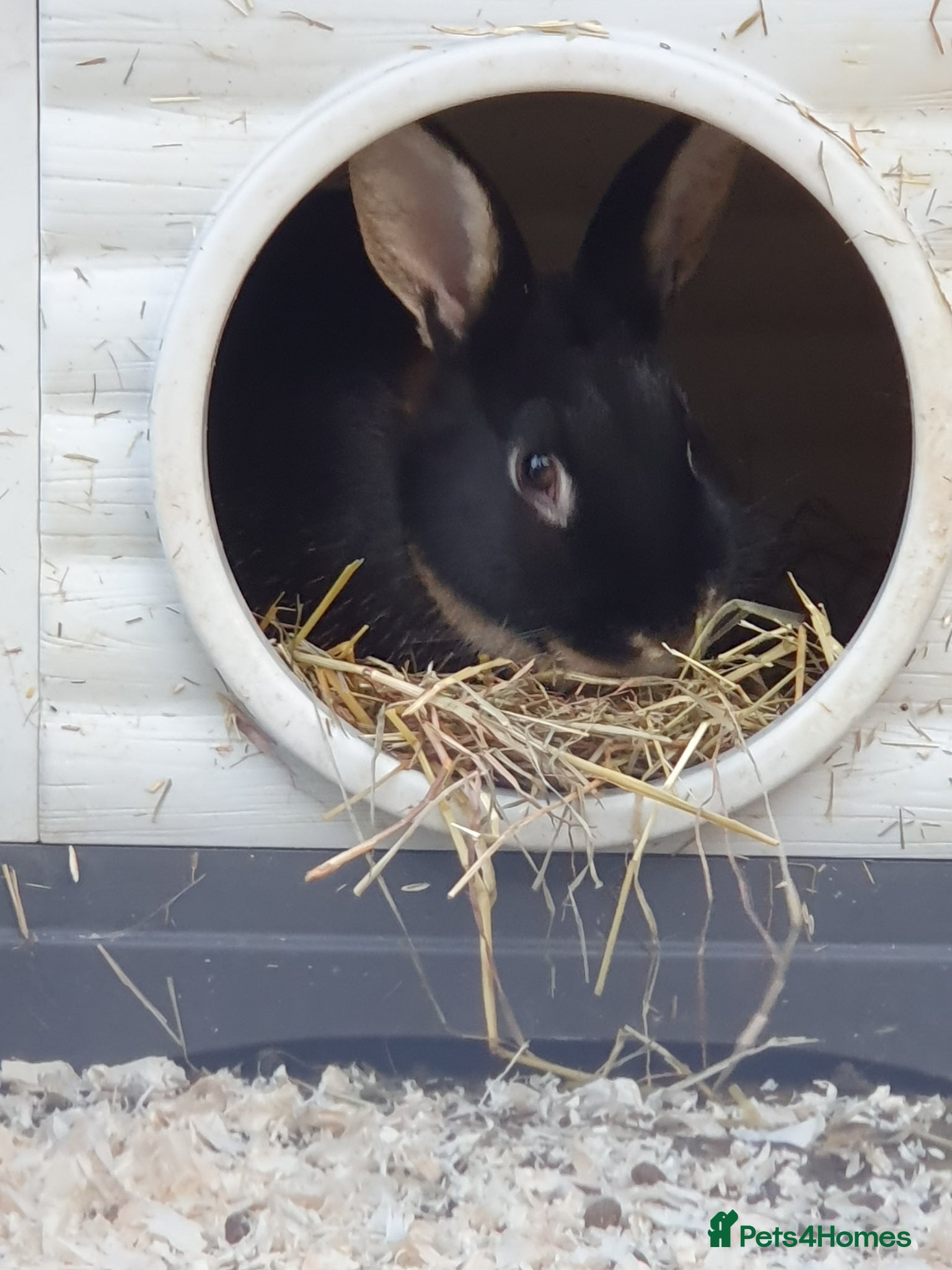 Mixed Breed rabbits 10 month old male rabbit  - Advert 1