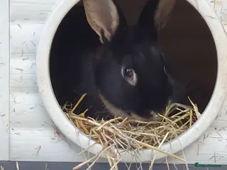 Mixed Breed rabbits 10 month old male rabbit - Advert 1