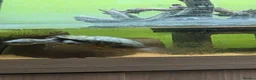 Turtle reptiles for sale: Female Turtle for Sale - Advert 6