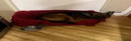 German Shepherd dogs for sale: Bear is his name in Salisbury - Advert 4