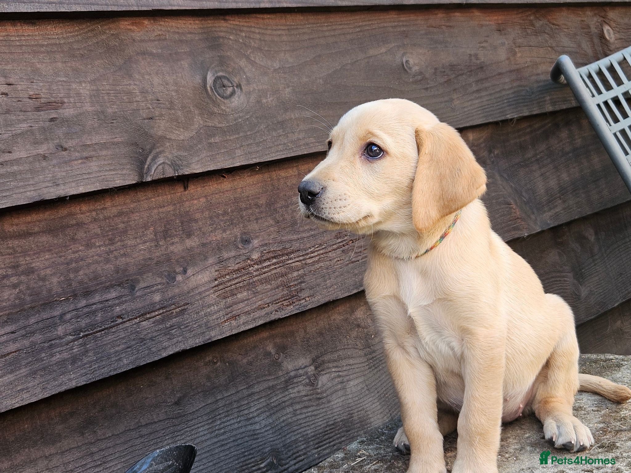 Labrador Retriever dogs 1 Lovely Yellow girl Labrador puppy - Advert 9