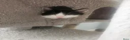 Mixed Breed cats for sale: 3 playing fluffy kittens - Advert 7
