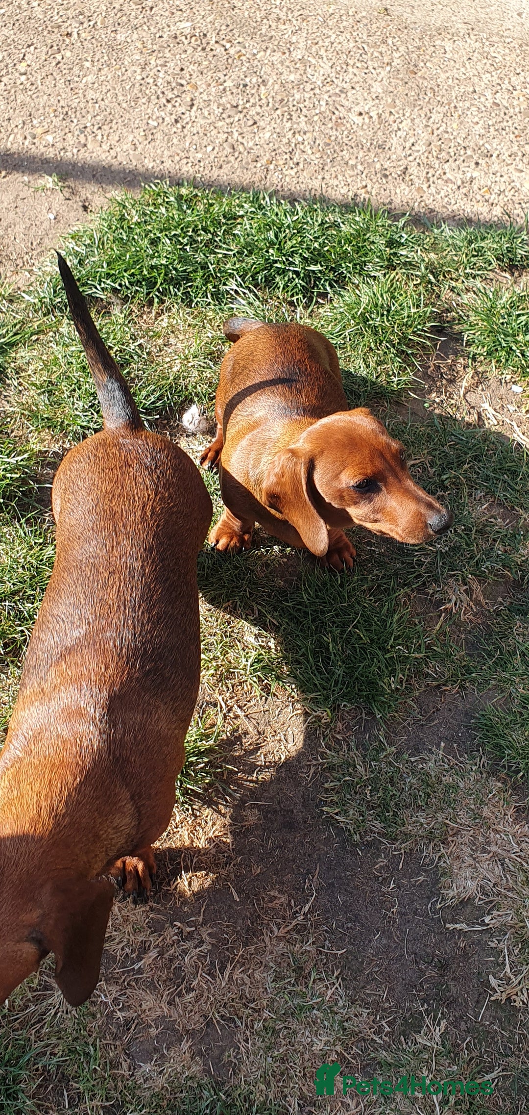 Miniature Dachshund dogs for sale: Miniature dachshund puppies  in Lincoln - Image 4