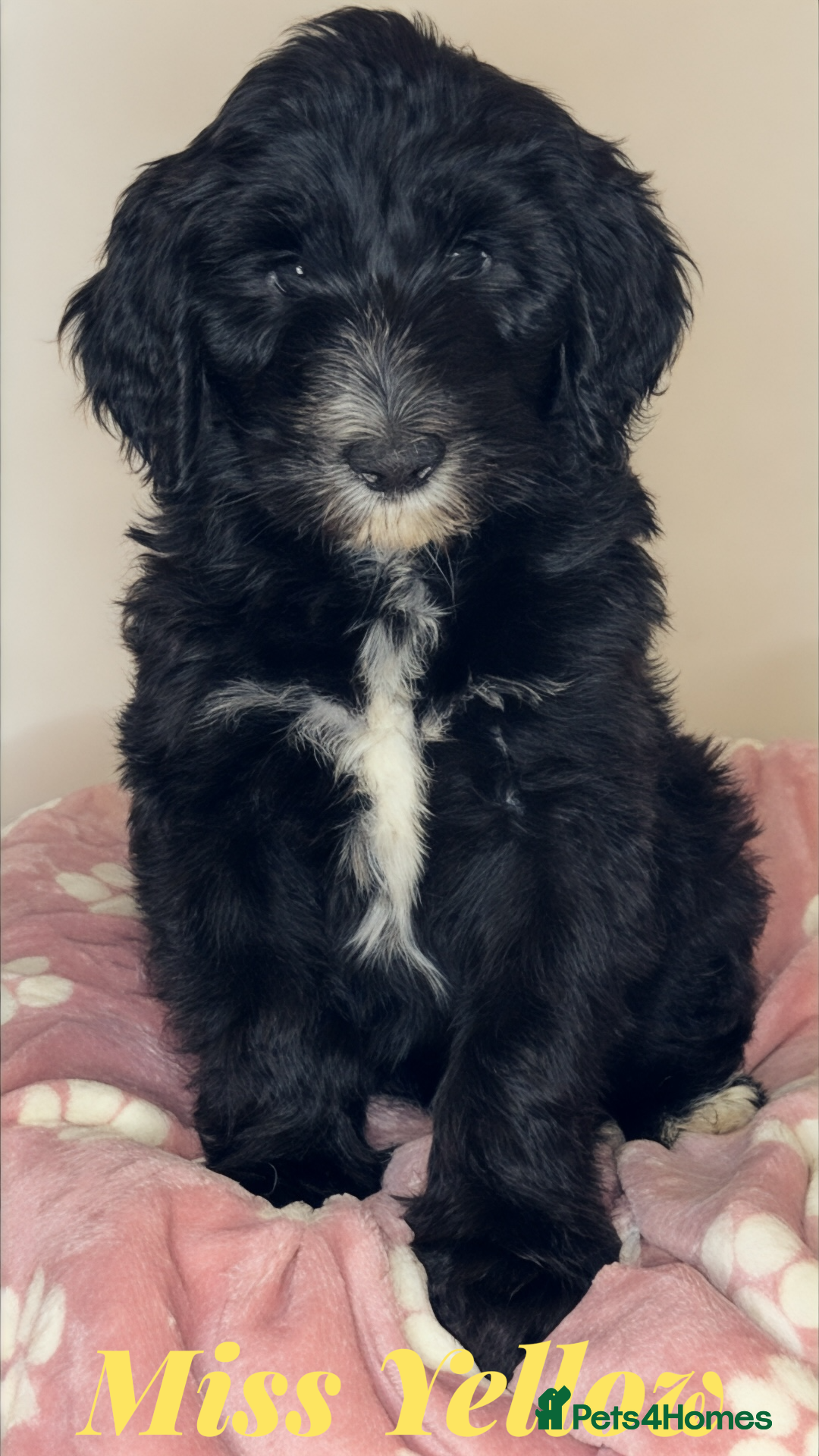 Sheepadoodle dogs for sale: Tuxedo Sheepadoodle puppies  - Advert 3
